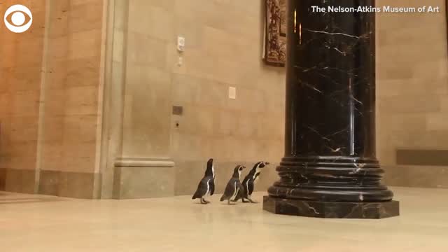 Watch: Penguins Explore Kansas City Museum
