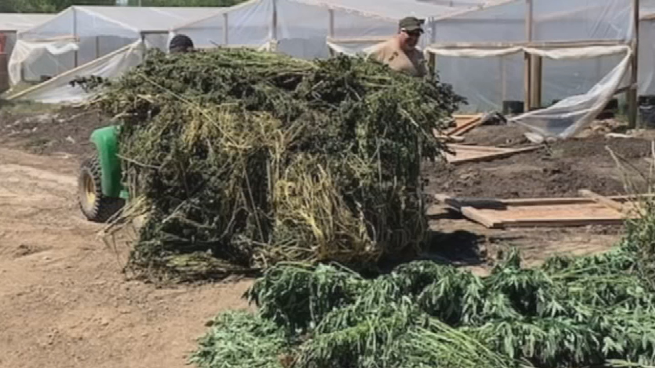 Muskogee County Marijuana Farm Shut Down For Growing Without A License