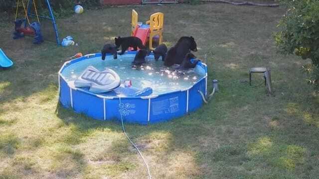 Mama Bear, Cubs Party In New Jersey Family's Pool