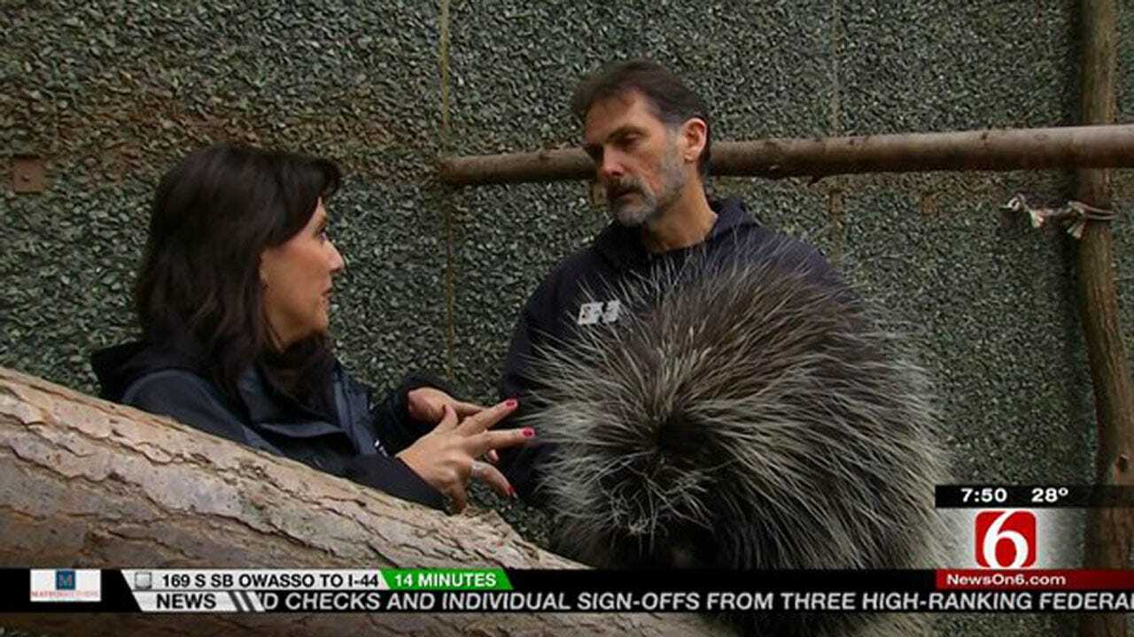 Wild Wednesday: Porcupine Exhibit At The Tulsa Zoo