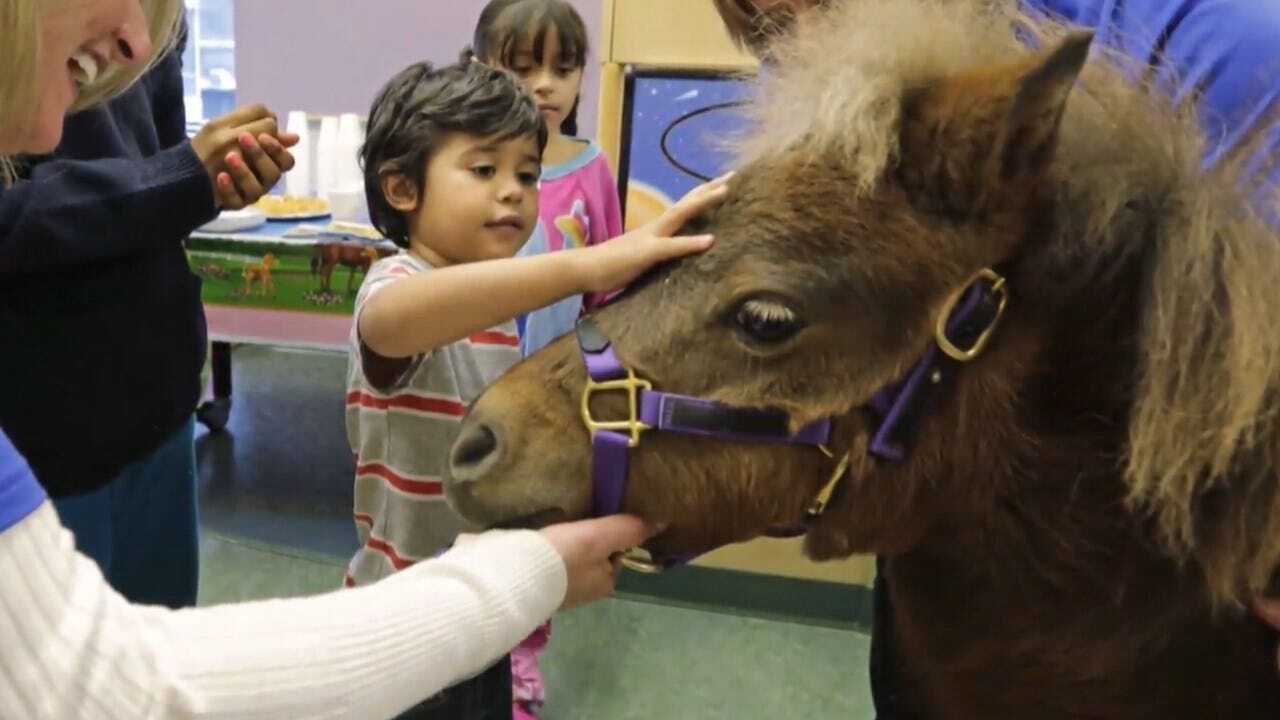 Miniature Horses Cleared For Take Off As Service Animals