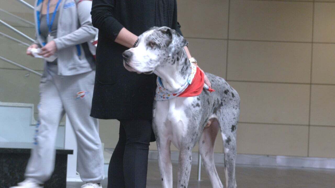 Archie The Great Dane Therapy Dog For Children's Hospital