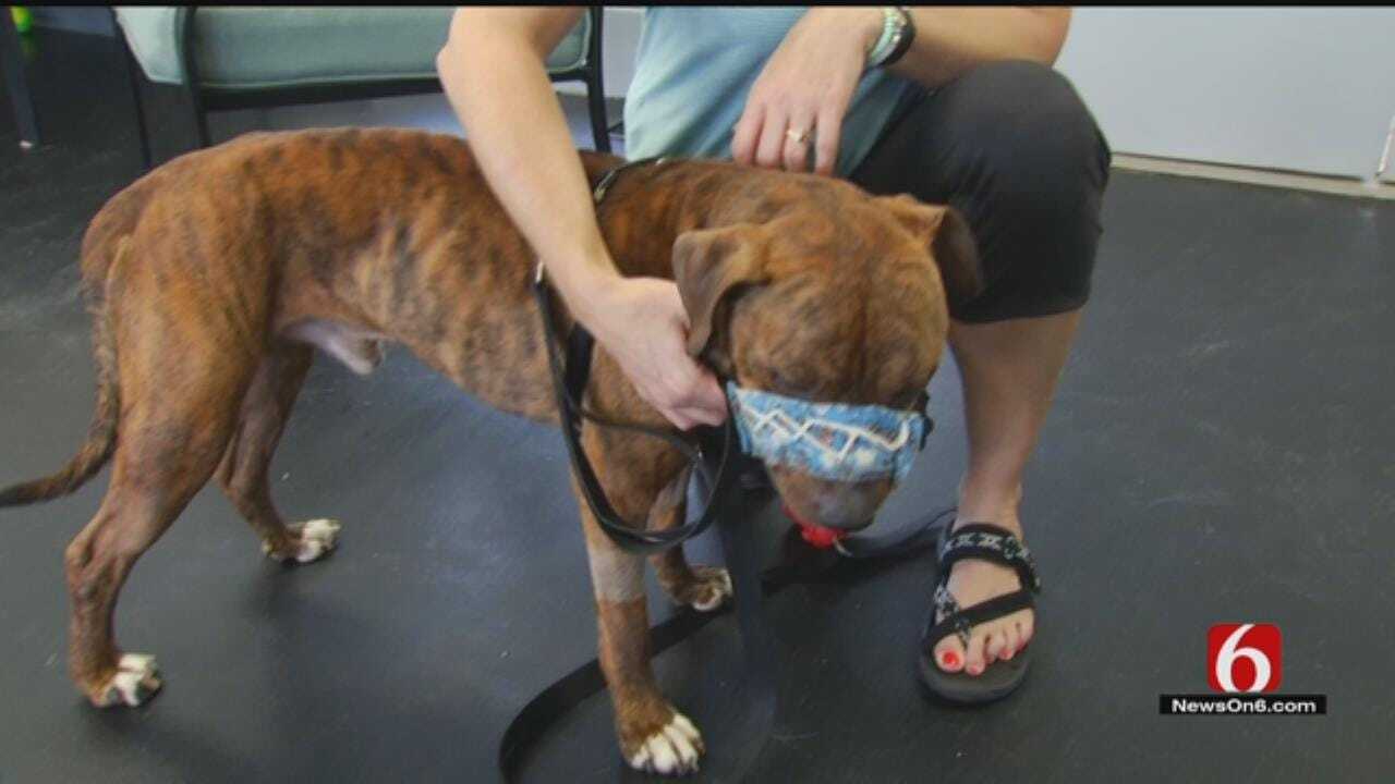 Dog Found With Mouth Taped Shut Now Recovering, Up For Adoption