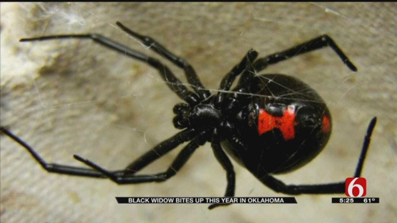 Black Widow Spider Bites On The Rise In Oklahoma
