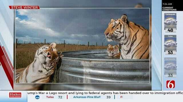 National Geographic Releases 'Best Pictures Of 2019,' Includes Photo Of Rescued Tigers From Oklahoma