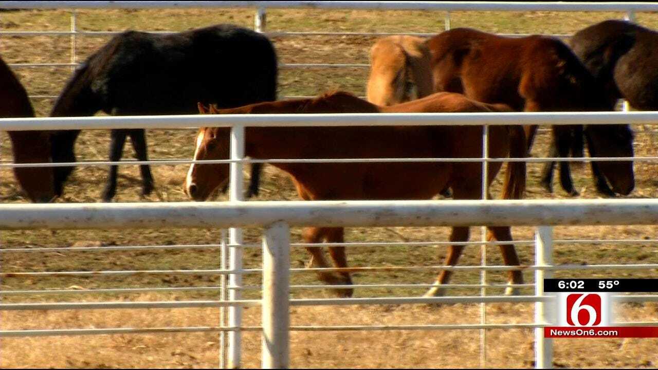 Malnourished Livestock Found In Muskogee County On Road To Recovery