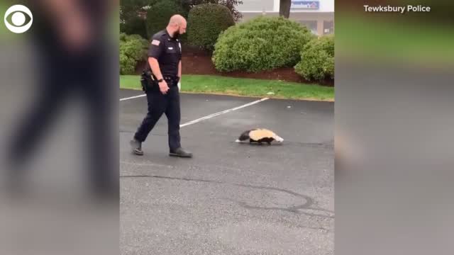 Watch: Massachusetts Officer Helps Skunk In A Tight Situation