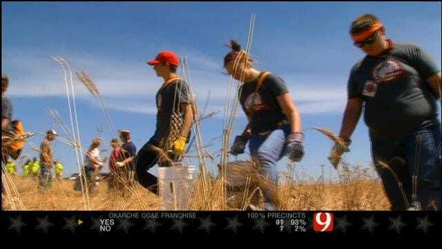 Dozens Of Volunteers Comb, Clean El Reno Area Wheat Fields