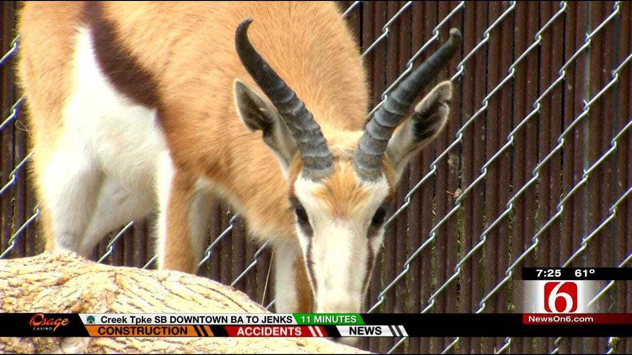 Wild Wednesday: Springbok Antelopes At The Tulsa Zoo