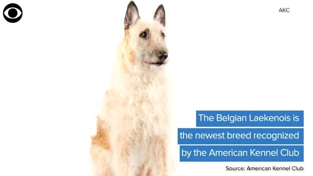 WATCH: Belgian Laekenois Is Newest Breed Recognized By The AKC