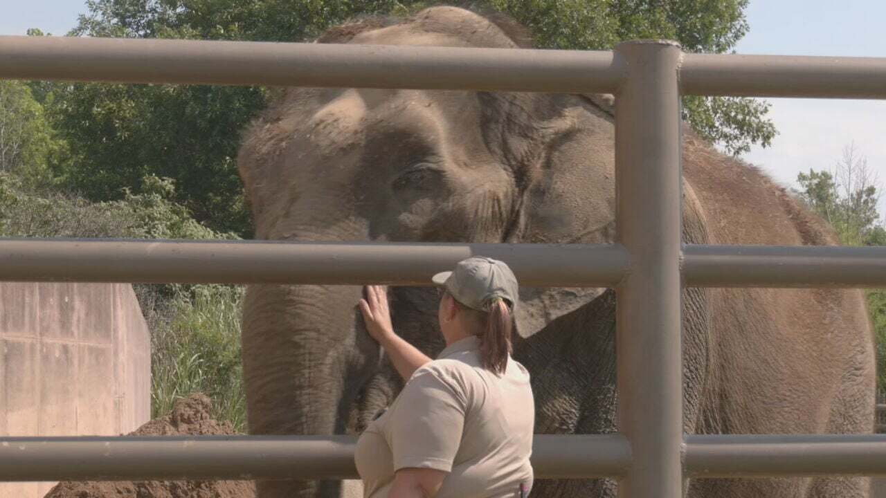Construction Begins On Tulsa Zoo's New Elephant Exhibit