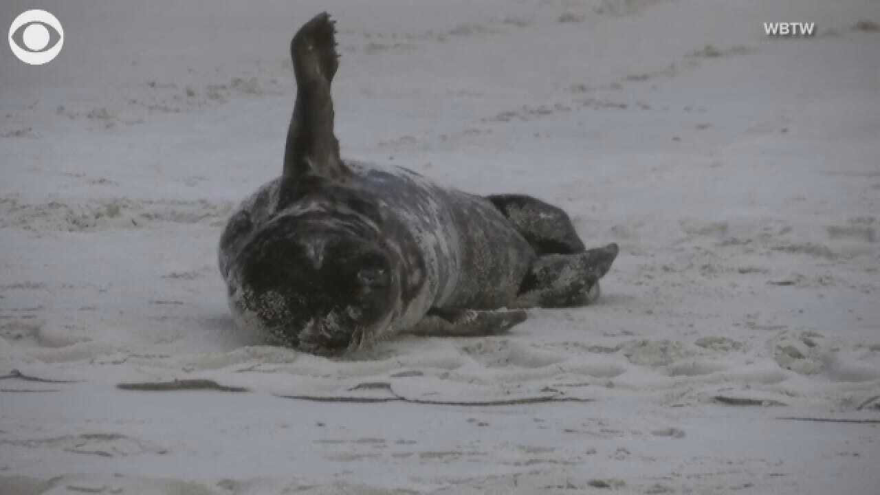 Gray Seal Found Taking A Break On A South Carolina Beach