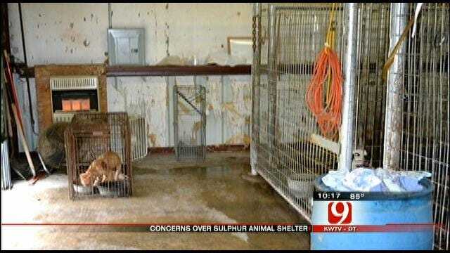 Sulphur Animal Shelter Under Fire For Alleged Animal Cruelty