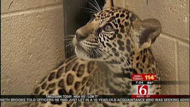 Wild Wednesday: Jaguar Cubs Debut At Tulsa Zoo