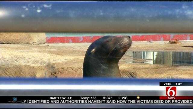 Wild Wednesday: Behind The Scene At The Sea Lions Exhibit