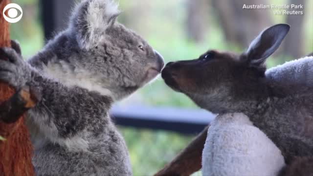 Watch: Meet The Koala & Kangaroo That Are Best Friends