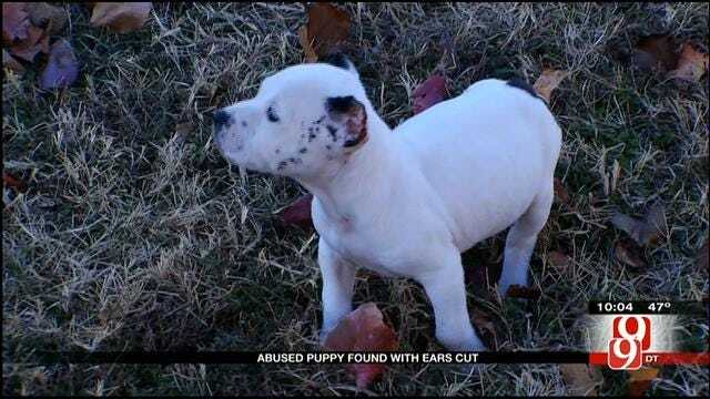 Abused Pit Bull Puppy Looking For A New Home