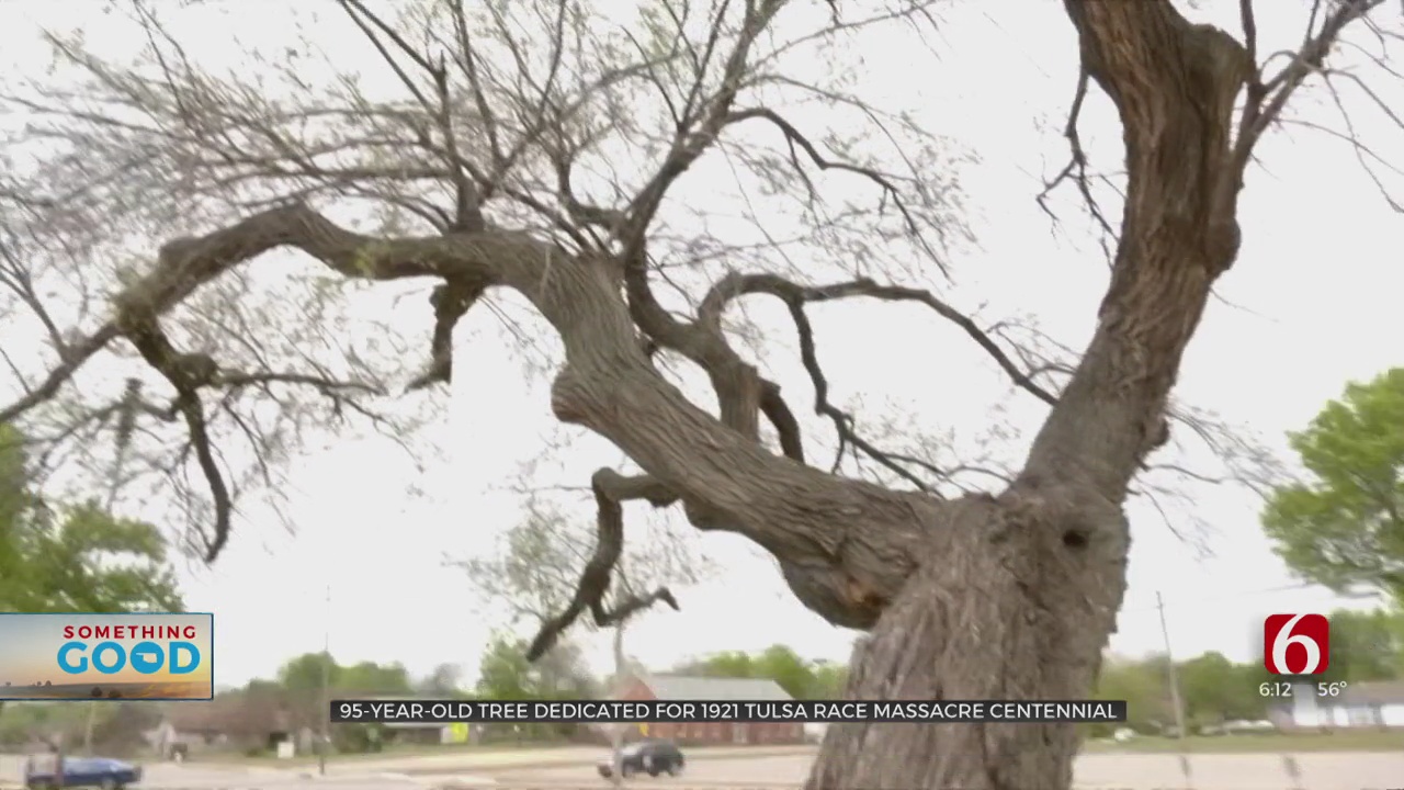 95-Year-Old Tree Dedicated As 'Tulsa Race Massacre Memorial Tree'
