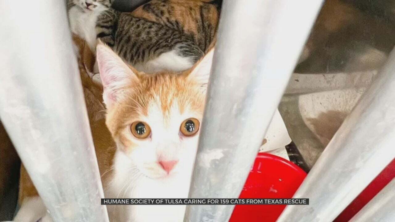 Humane Society Of Tulsa Caring For 159 Cats From Texas Rescue 