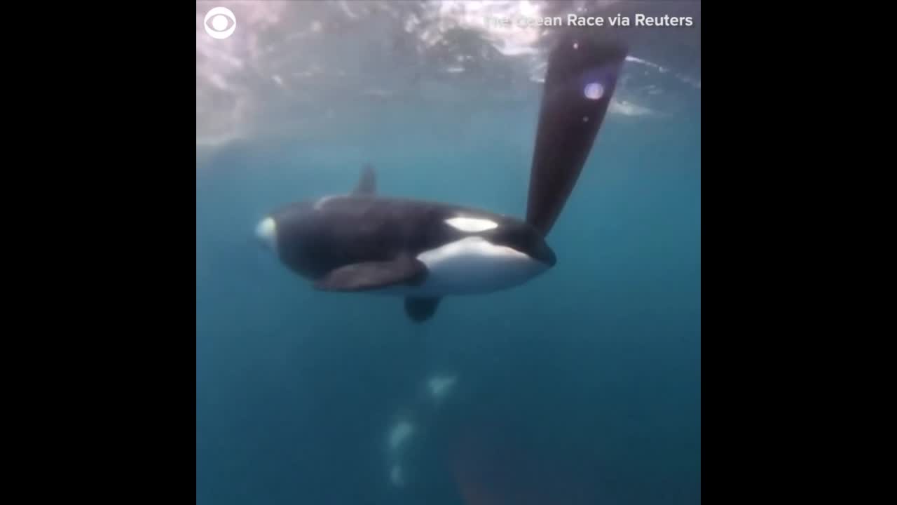 Orcas Disrupt Boat Race Near Spain In Latest Display Of Dangerous, Puzzling Behavior