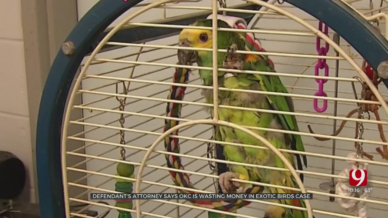 OKC Man Involved In Legal Fight With City Over Seized Exotic Birds  