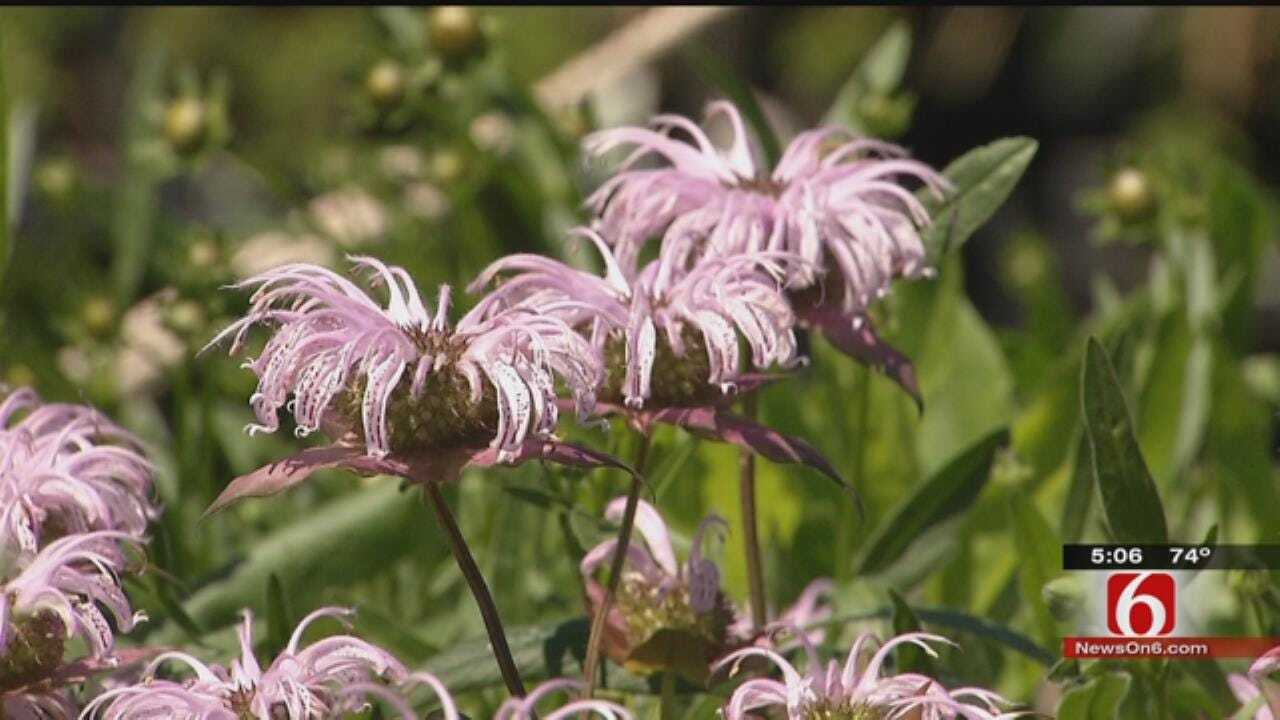 Tulsa Gardener Suggests Using Plants To Combat Mosquitoes