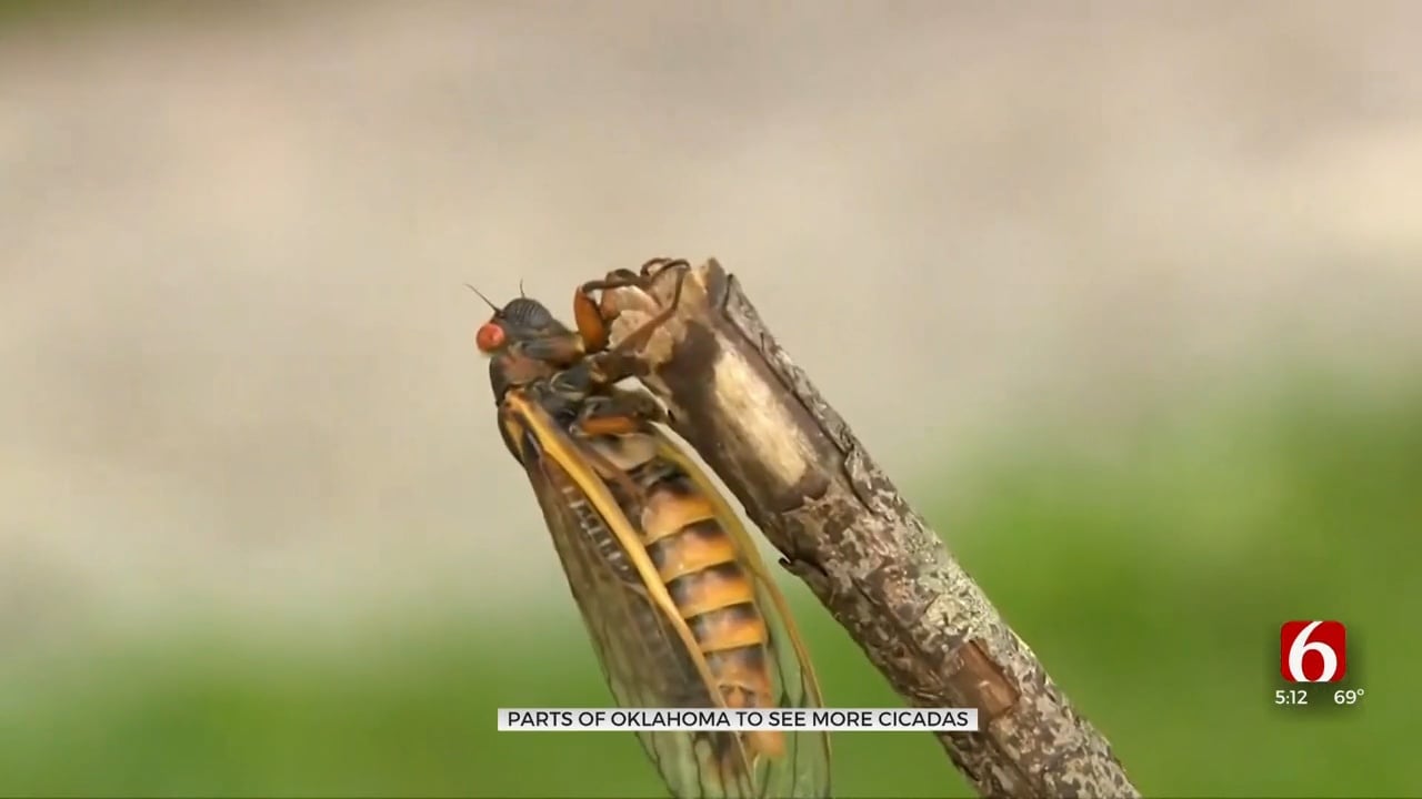 Oklahoma State Entomology Professor Explains Double Cicada Brood Emergence