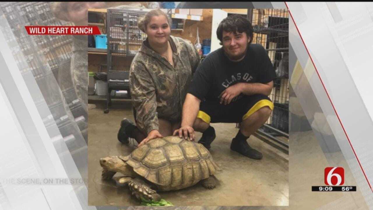 Claremore Woman's Missing 80-Pound Tortoise Has Been Found