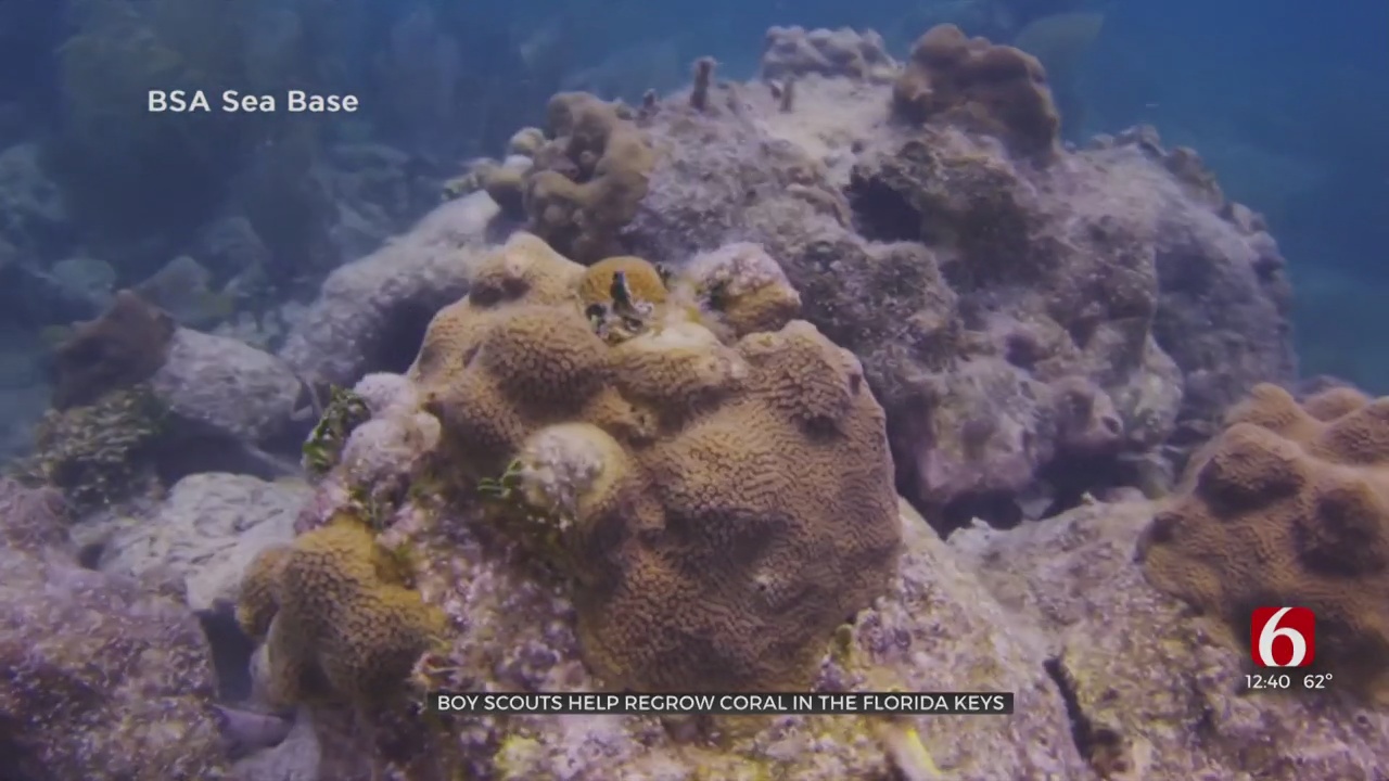 Boy Scouts Help Regrow Coral In The Florida Keys