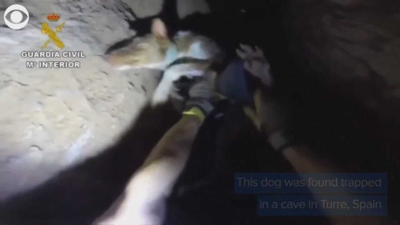 Dog Rescued From Cave In Spain