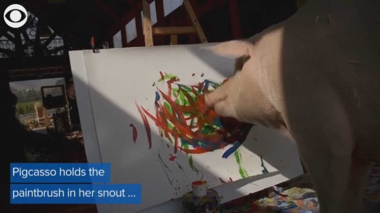 WATCH: Meet Pigcasso, The Painting Pig