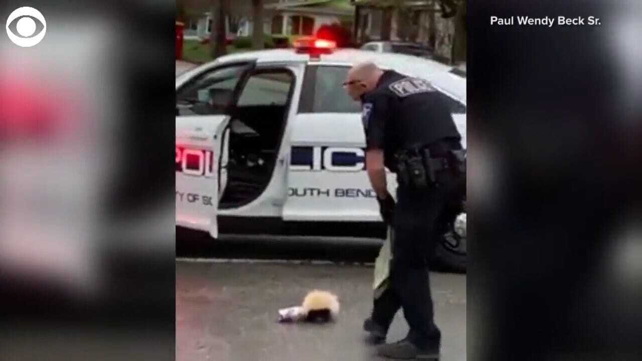 Officer Helps A Skunk