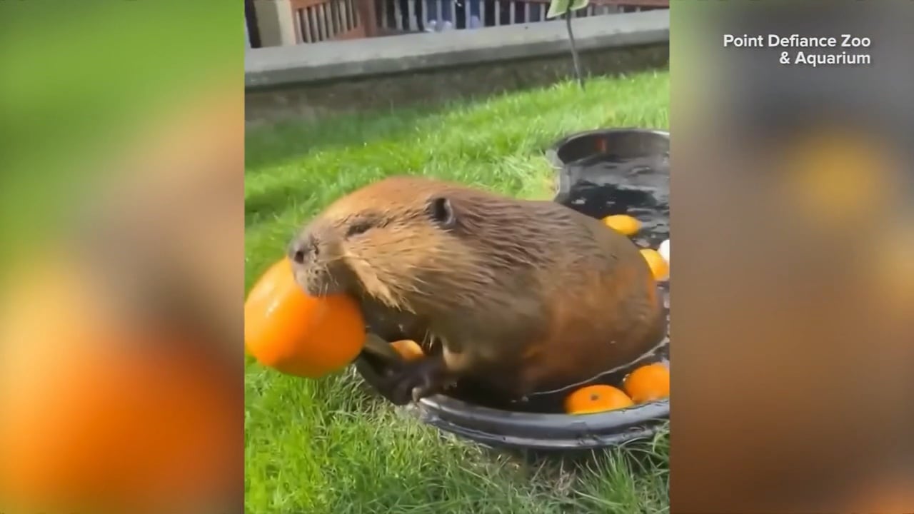 Beaver Bobbing For Pumpkins At Washington Zoo