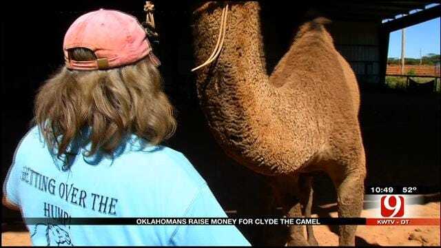 Two-Day Fundraiser Held To Help Heal Clyde The Camel
