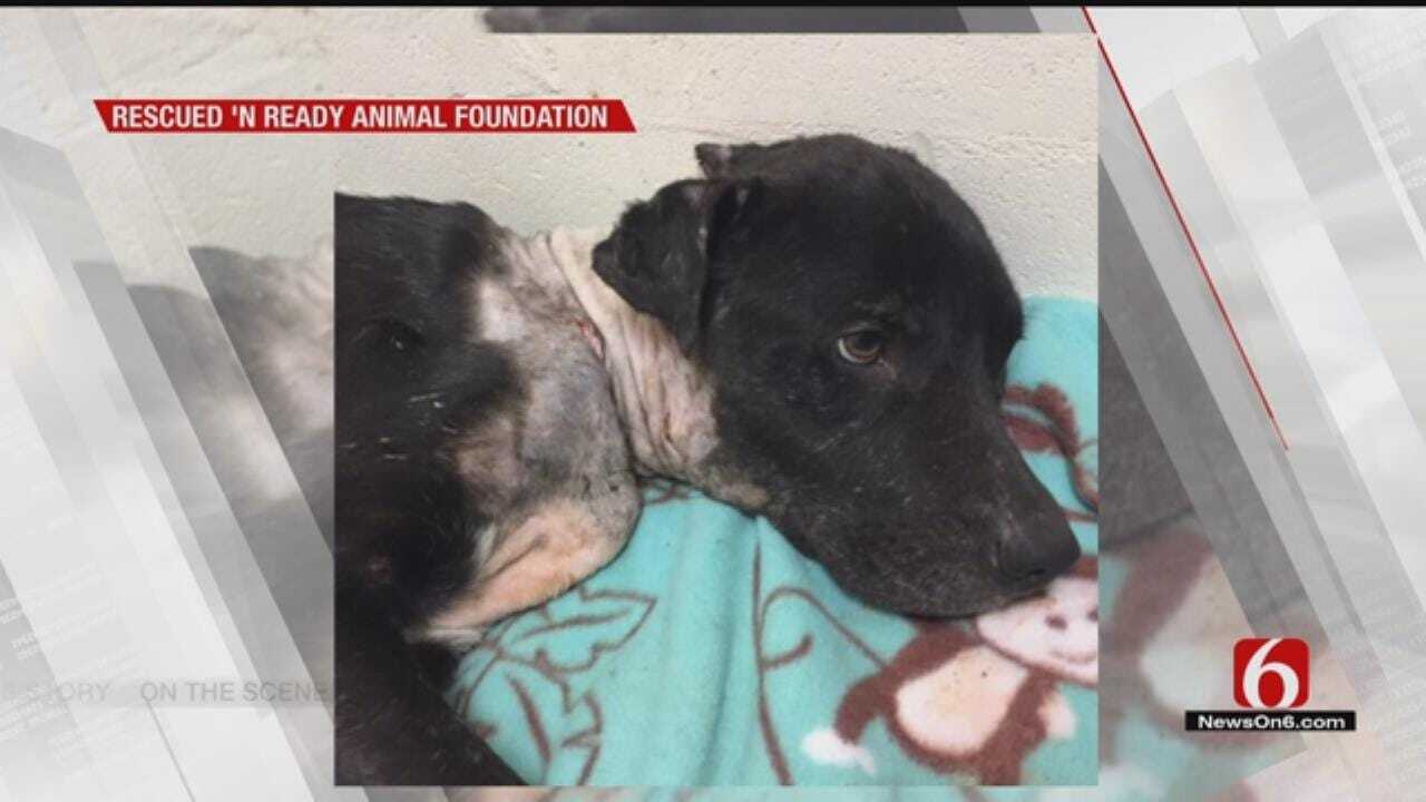 Tulsa Dog Found With Metal Wrapped Around Neck Slowly Recovers