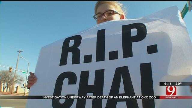 OKC Zoo Faces Criticism Over Elephant Death, USDA Investigating