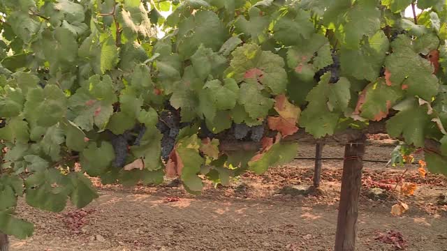 Ash, Smoke From California Wildfires Impacting Wine Industry 