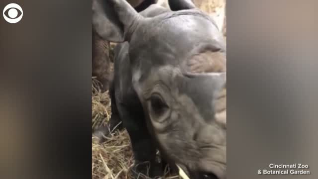 Watch: Baby Rhinoceros Born At Cincinnati Zoo