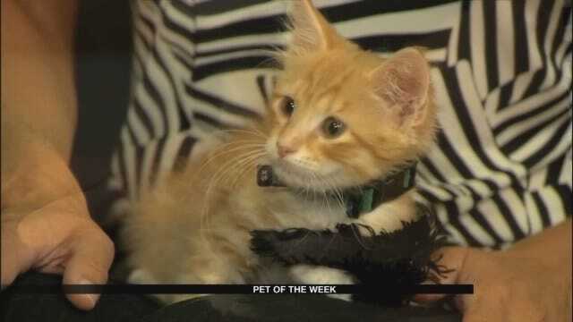 Pet Of The Week: Meet Foxtrot