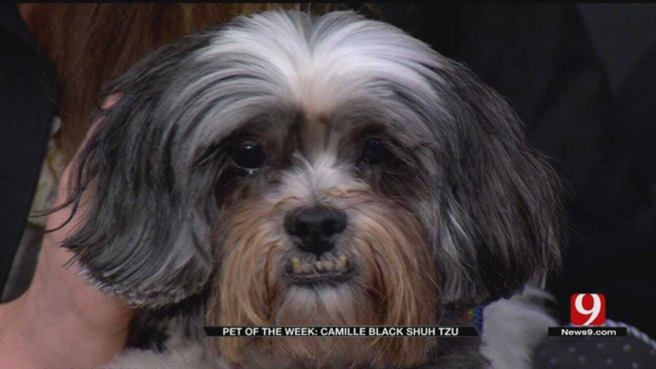 Pet of the Week: Camille