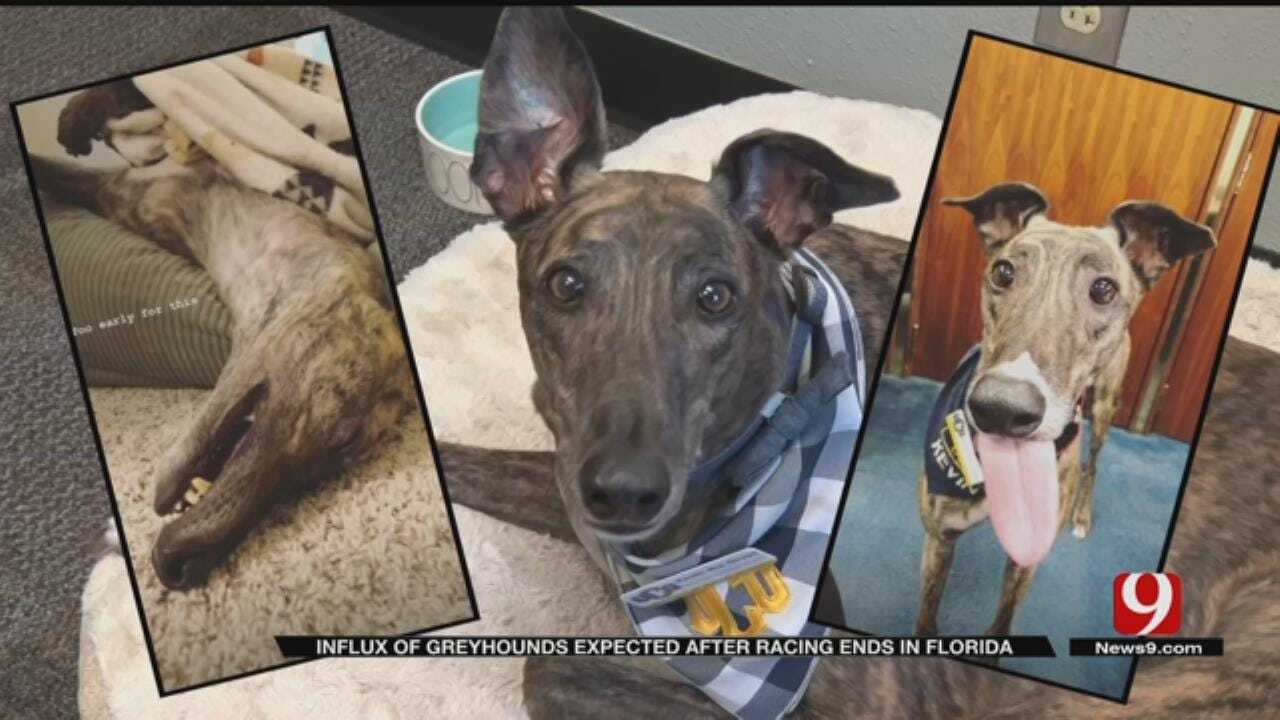 Greyhounds Heading To Oklahoma As Florida Bans Dog Racing