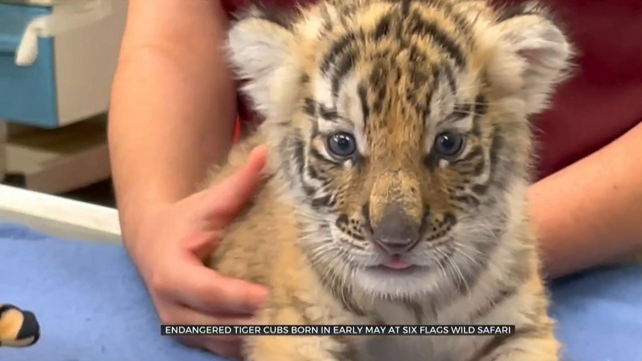 Endangered Tiger Cubs Born At Six Flags Wild Safari