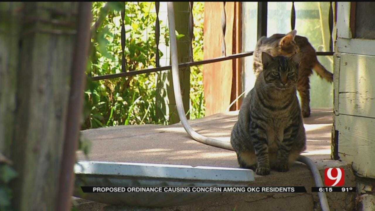 Residents Upset Over Change To OKC Stray Cat Ordinance