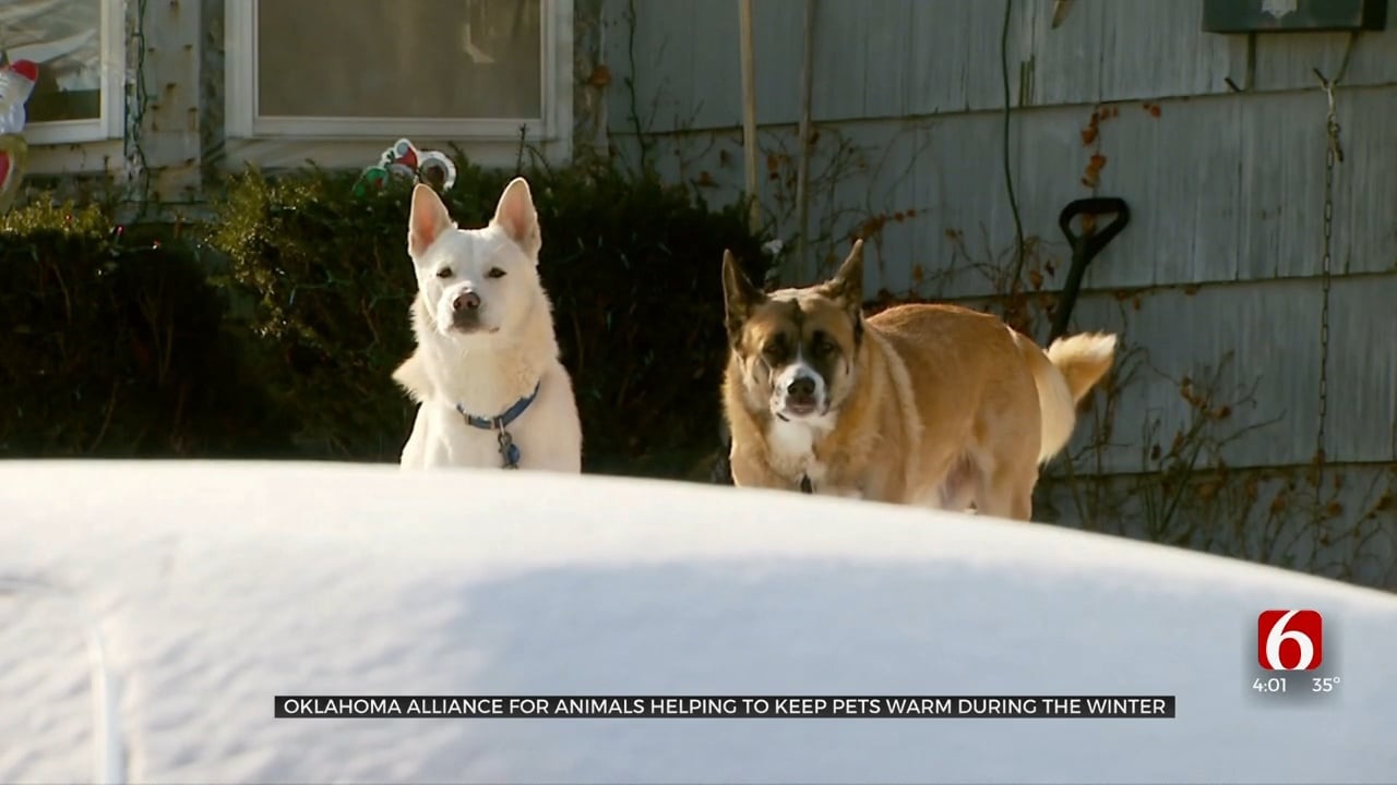 Experts Warning To Bring Pets Inside With Dangerous Temperatures Ahead