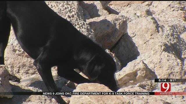 OKC Search, Rescue K-9s Train Weekly