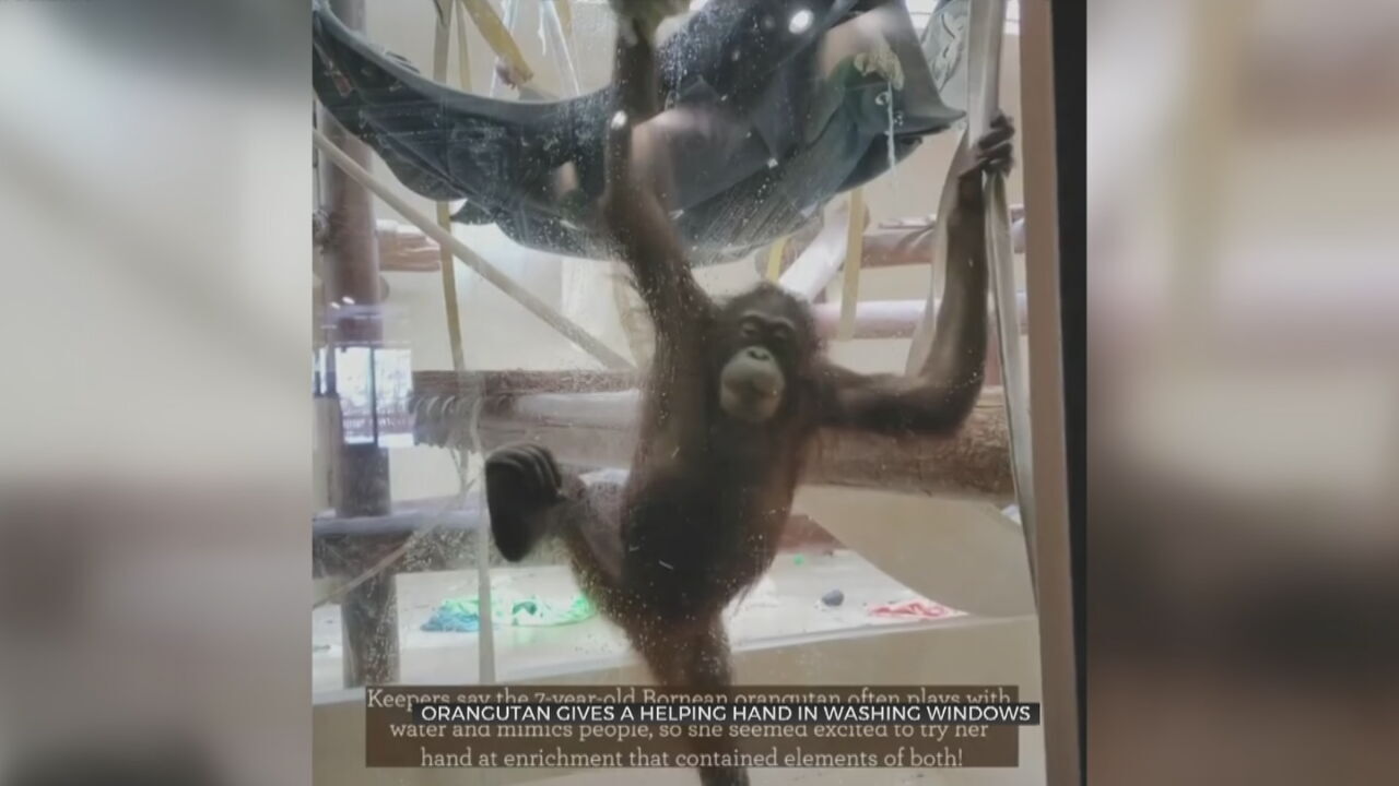 Orangutan Gives Helping  Hand Washing Windows