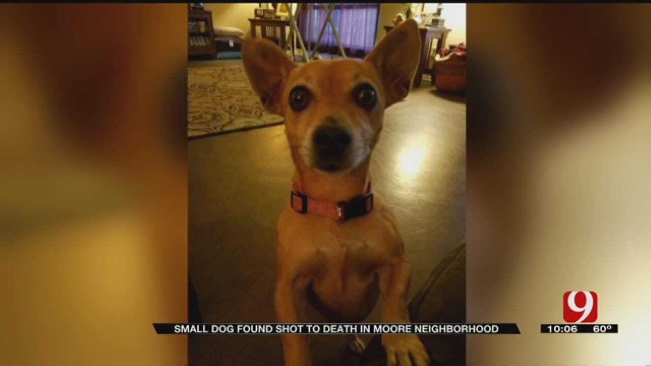 Moore Woman Distraught After Dog Fatally Shot