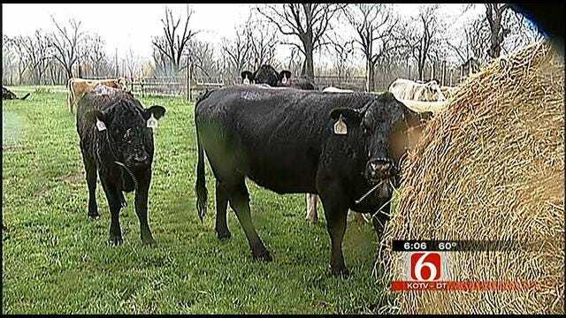 Oklahoma Ranchers Hit Hard By Drought Welcome Rainfall