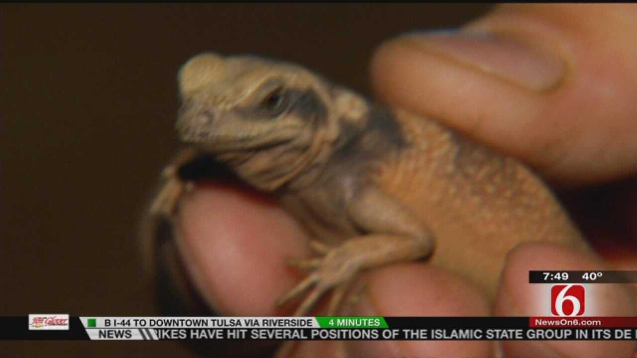 Wild Wednesday: New Baby Chuckwalla Lizard At The Tulsa Zoo
