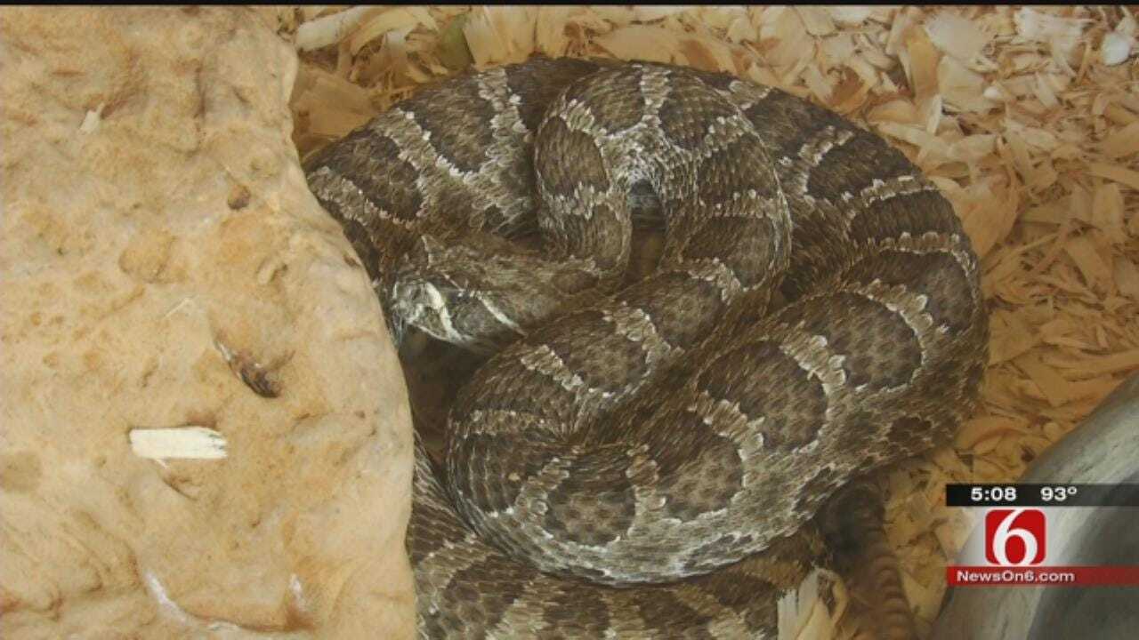 Rattlesnake Sightings On The Rise In NE Oklahoma